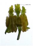  Stamens